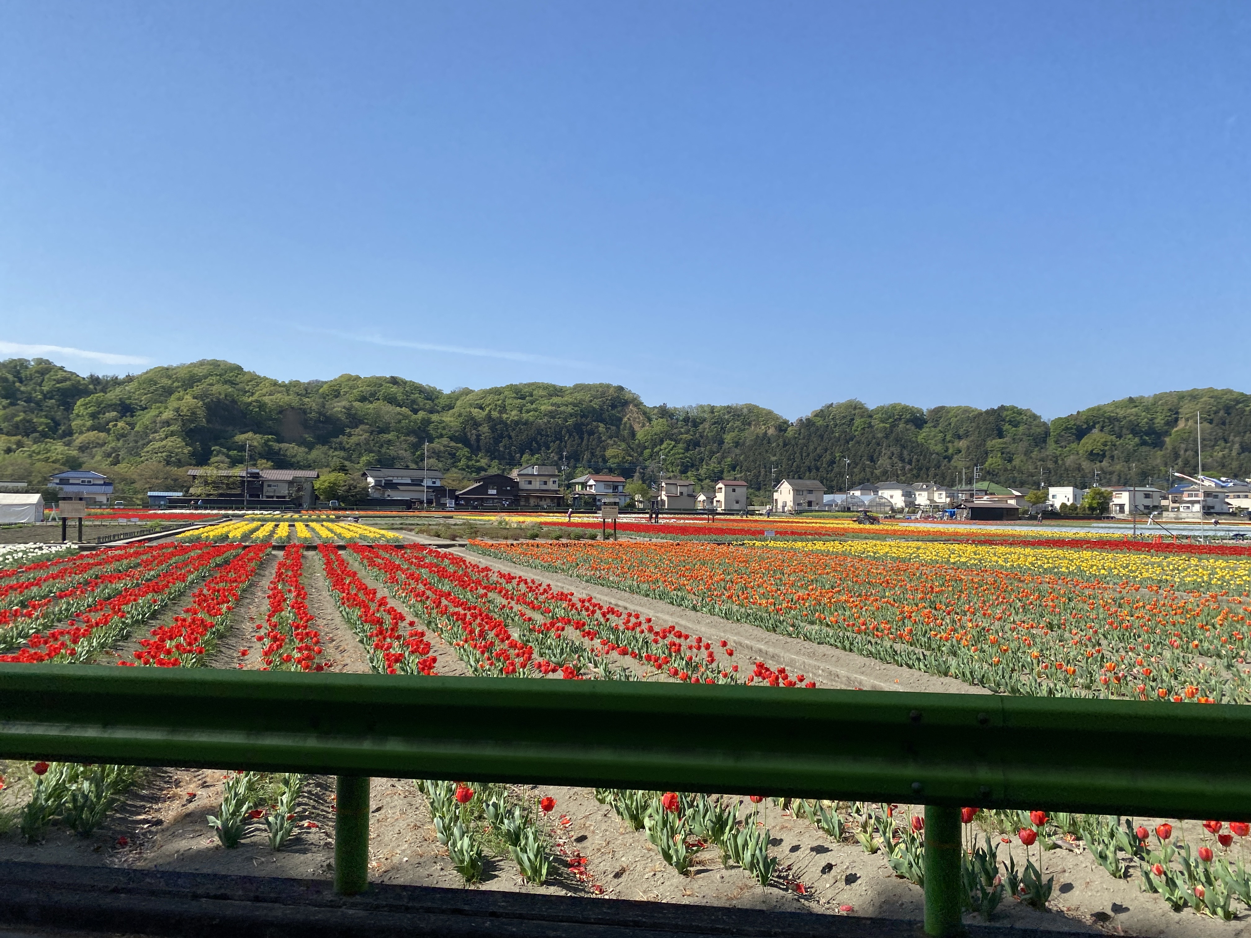 Hamura City Tulip Festival