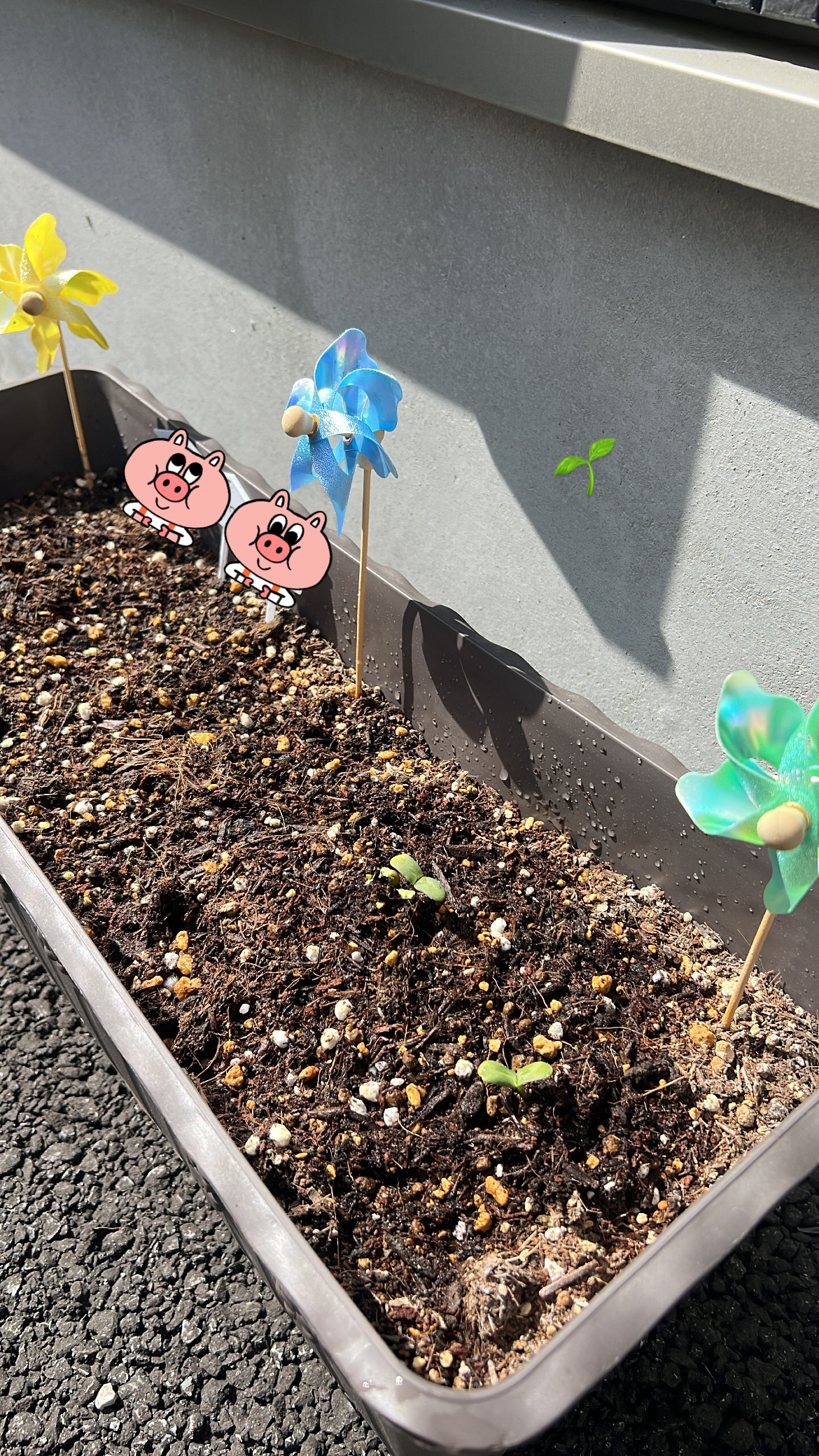 Sunflowers planted!