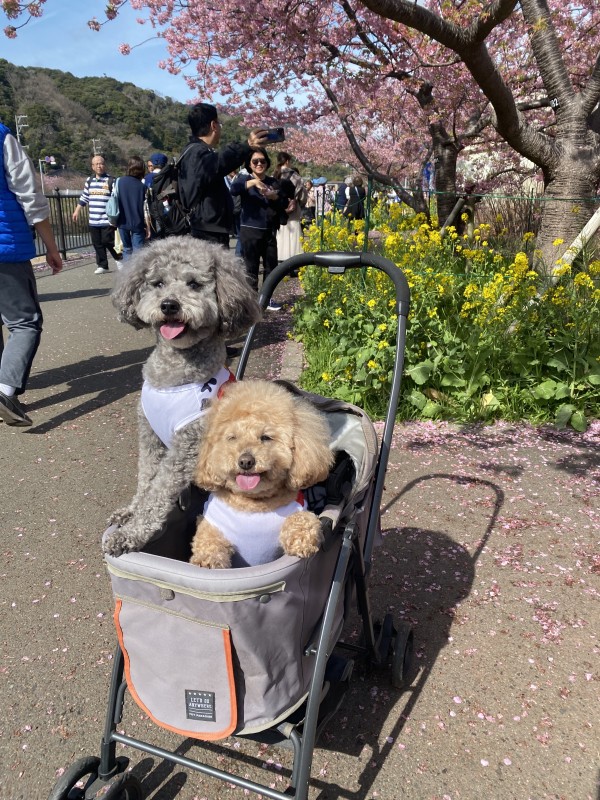 一足早い桜を見に行きました！